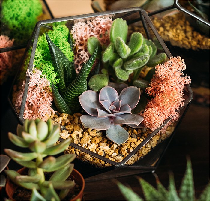 Air Plants and Succulents